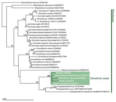 Five Non-motile Dinotom Dinoflagellates of the Genus Dinothrix